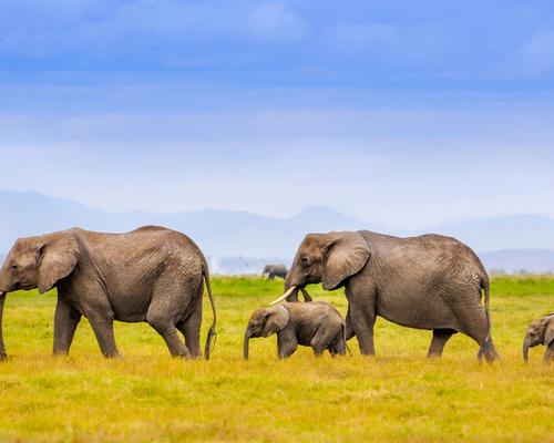 非洲对中国都是免签吗