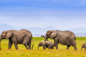 汇总非洲对中国免签、落地签的国家