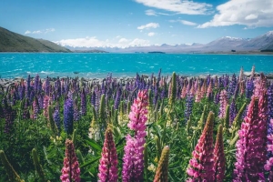 新西兰签证领区划分，怎么知道向哪个领区大使馆递交签证申请？